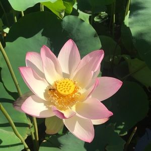 Meet your Posher, Lucy